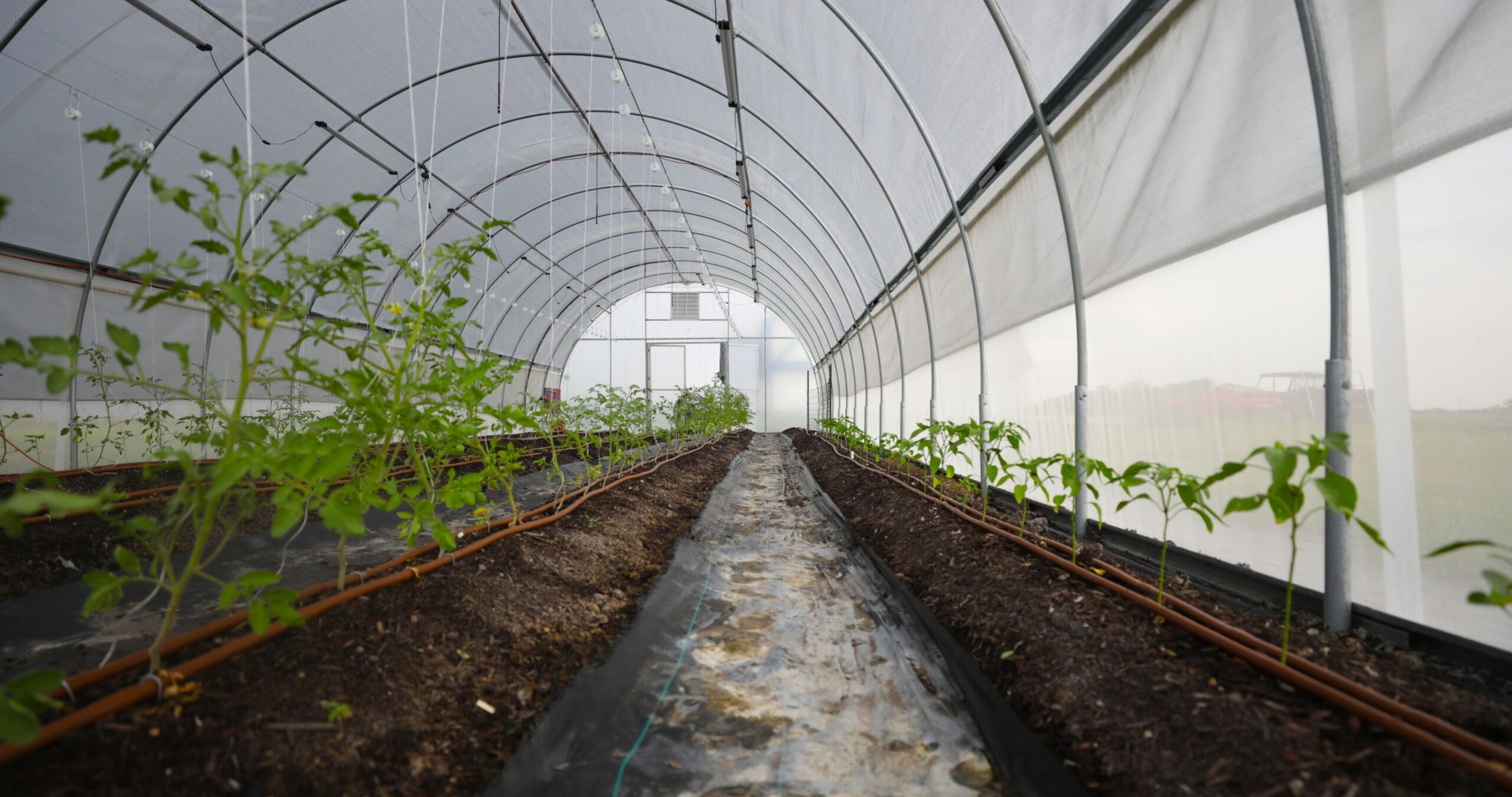 Interior shot of hoop house