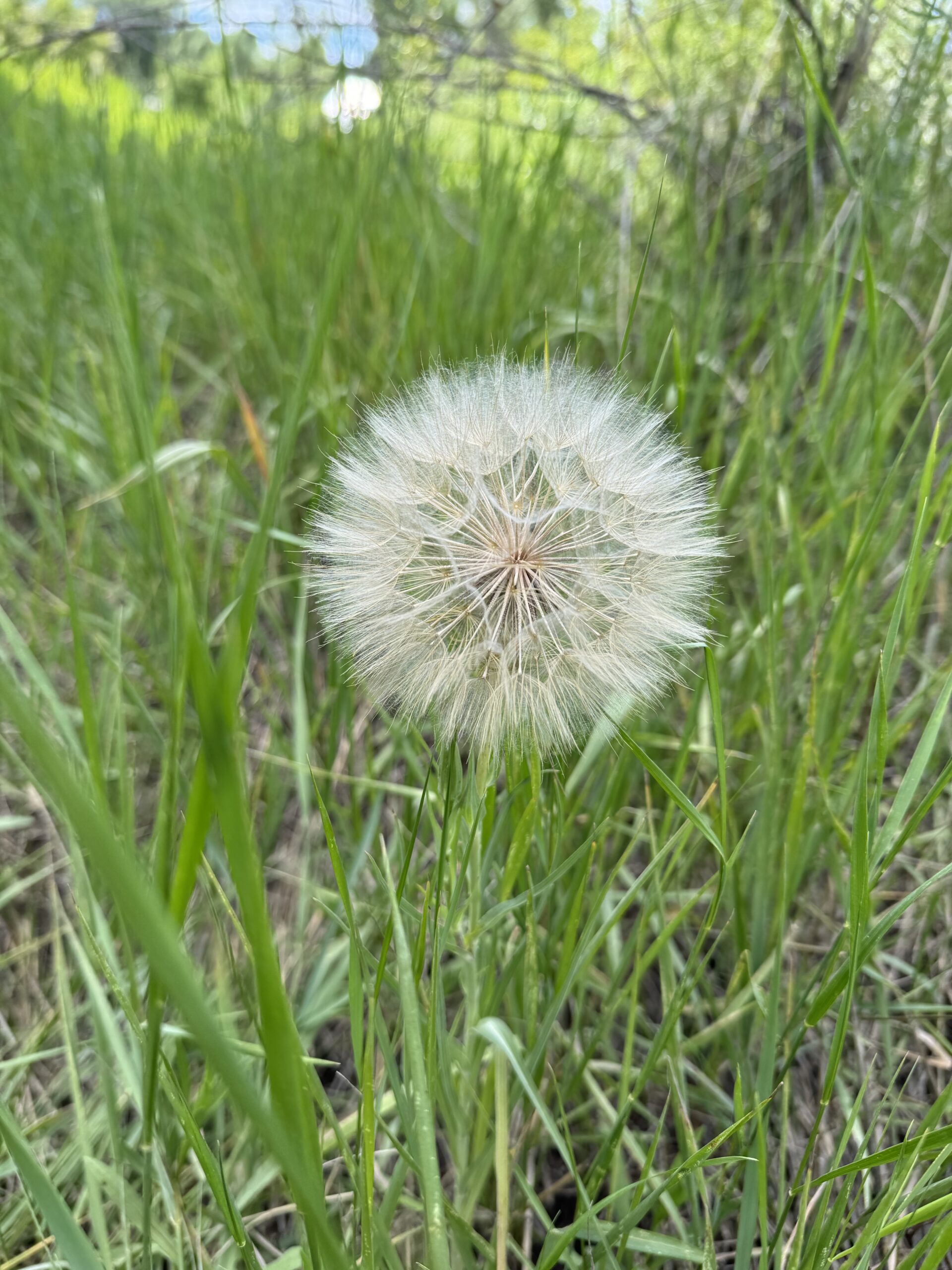 Dandelion seeds cling tightly before dispersal