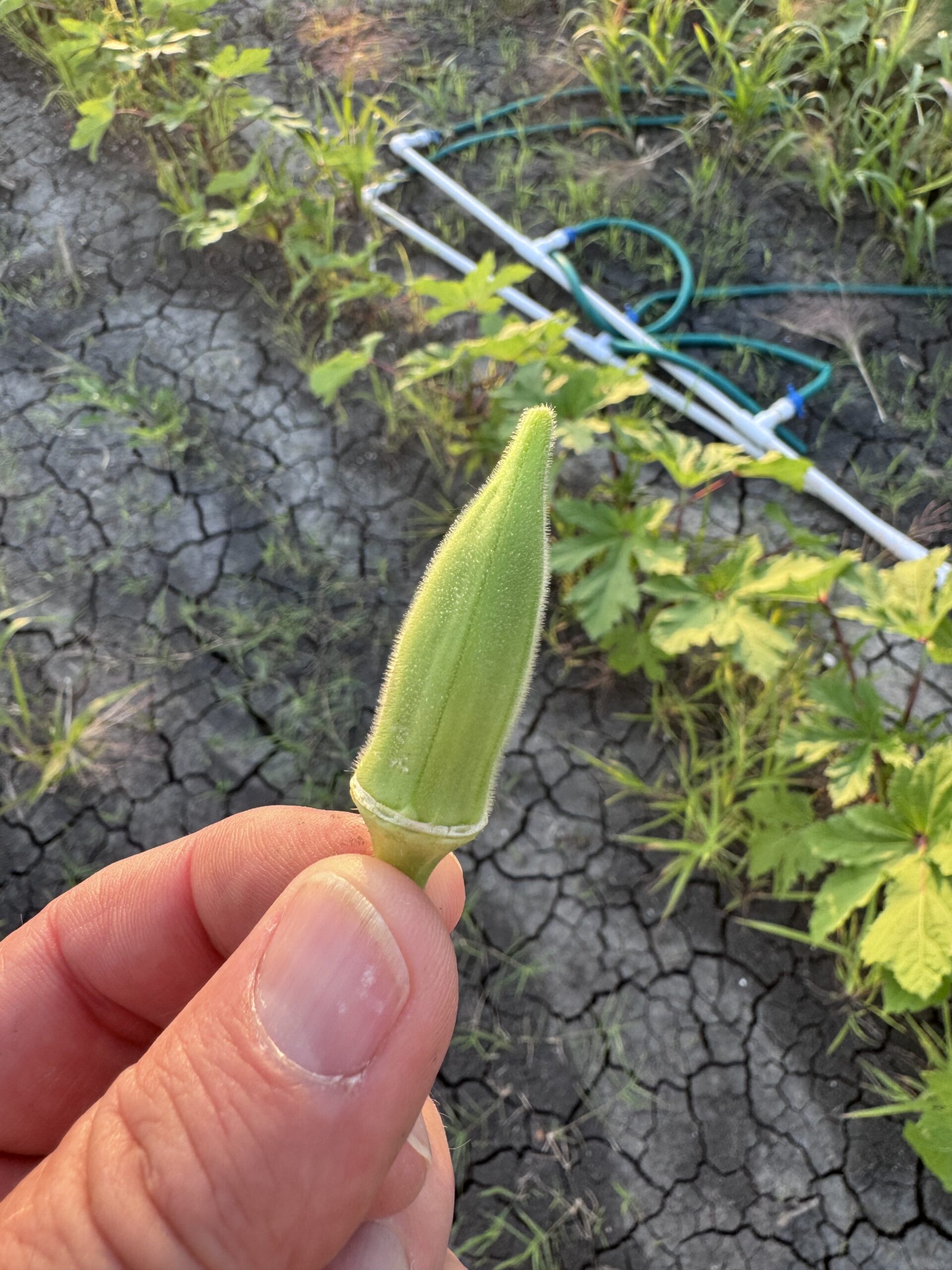 Okra
