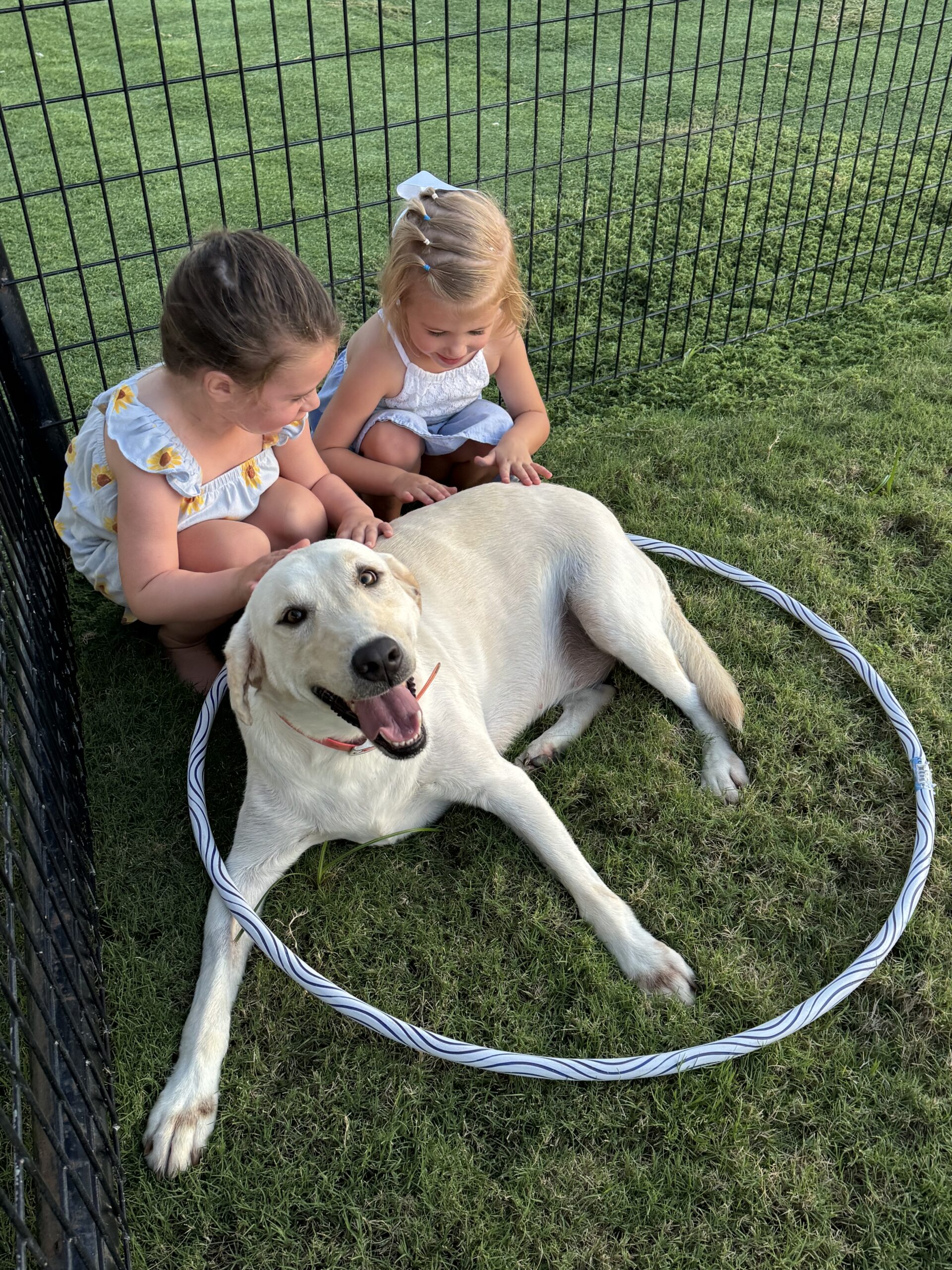 A white lab with two toddlers