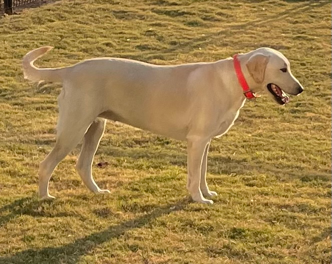 Remi the White Lab