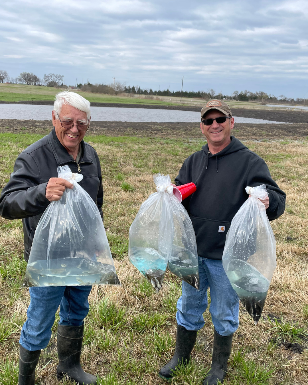 Bags of copper-nose bluegill, red-ear, and fat-head minnows ready to be introduced into the pond
