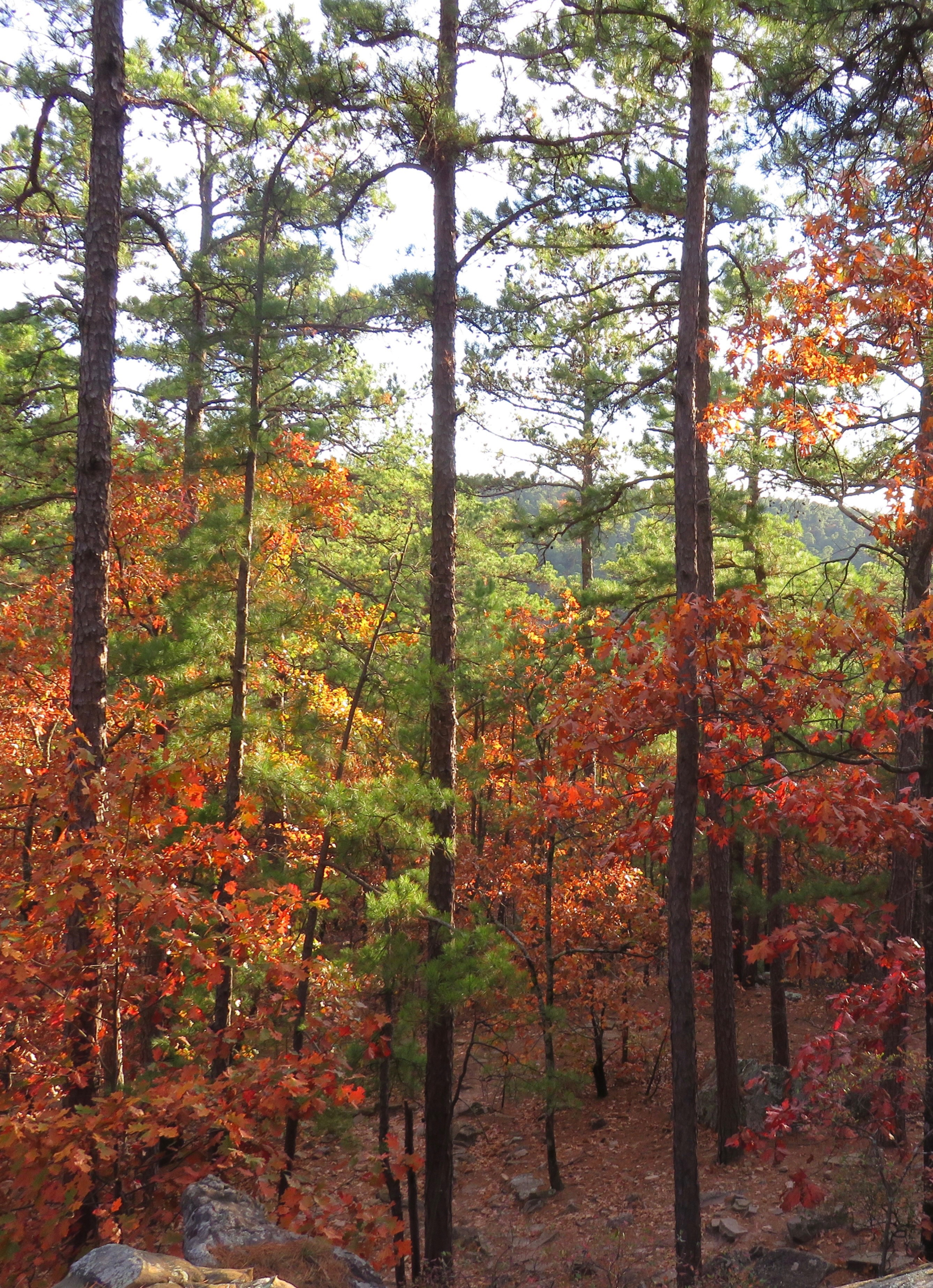 Fall foliage in tall trees
